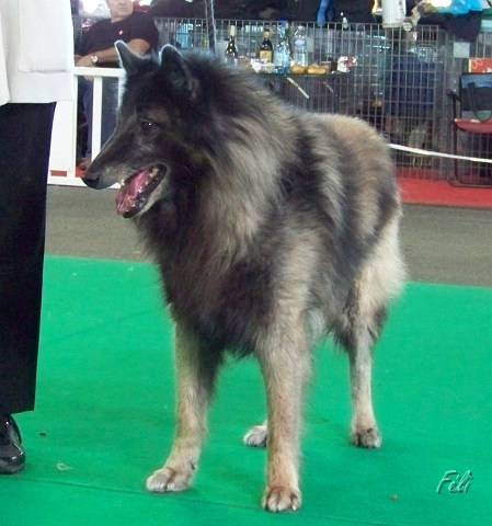 n°87 Oxford du parc de pathyvel 5382.JPG